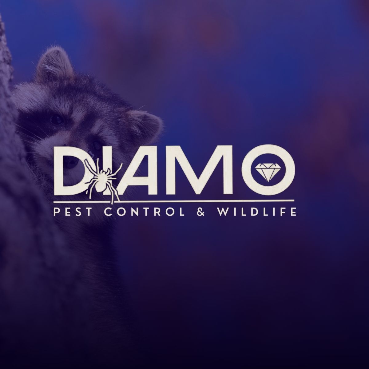 White Dolphin Digital Marketing - Diamo Pest Control